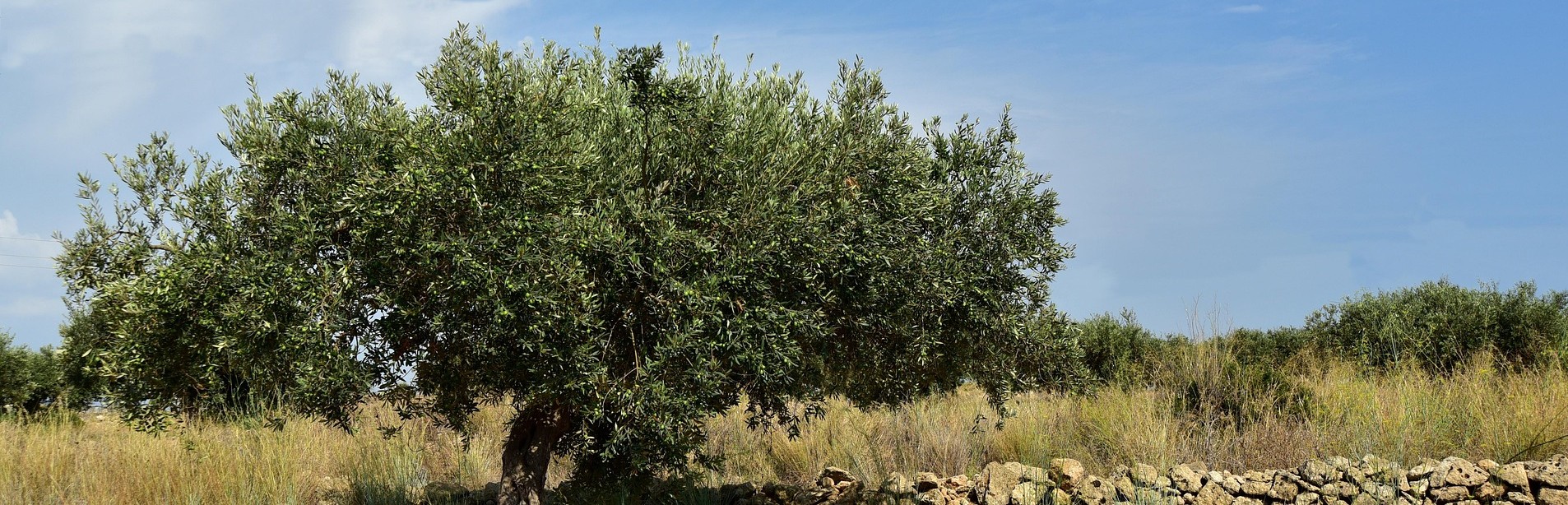青い空とオリーブの木